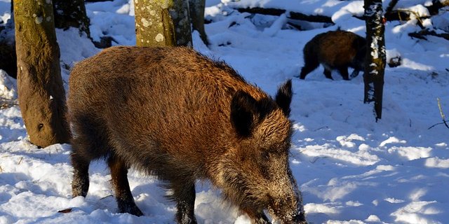 Wildschweine entwickeln immunität gegen die Schweinepest. (Bild pixabay)