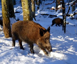Afrikanische Schweinepest wütet in Polen Wildschweine entwickeln immunität gegen die Schweinepest. (Bild pixabay)