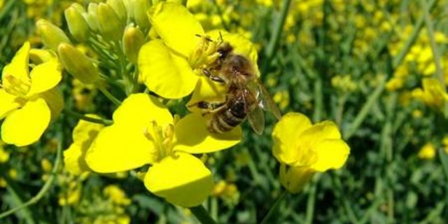 Bienen sind wichtige Bestäuber. Fehlen sie, muss aufwändig von Hand bestäubt werden. (Bild Bienen Schweiz)