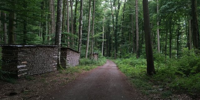 Die Waldeigentümer sind bereit, die Klimaschutzleistungen des Schweizer Waldes mit einer nachhaltigen Bewirtschaftung langfristig sicherzustellen. (Symbolbild BauZ)