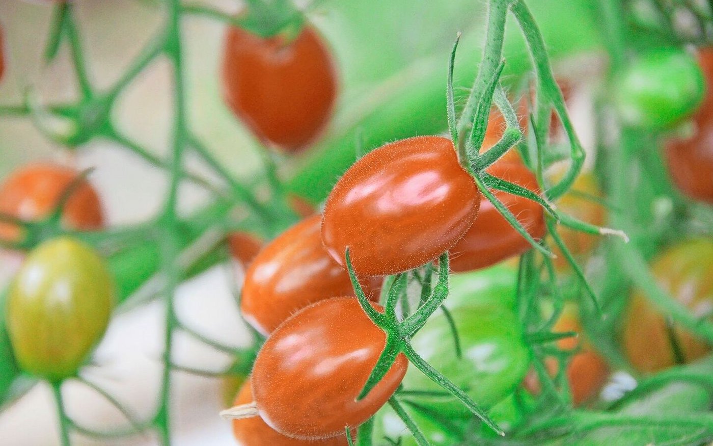 Für Tomaten (hier gesunde) ist das Jordanvirus eine der gefährlichsten Krankheiten, aber demnächst nicht mehr meldepflichtig. 