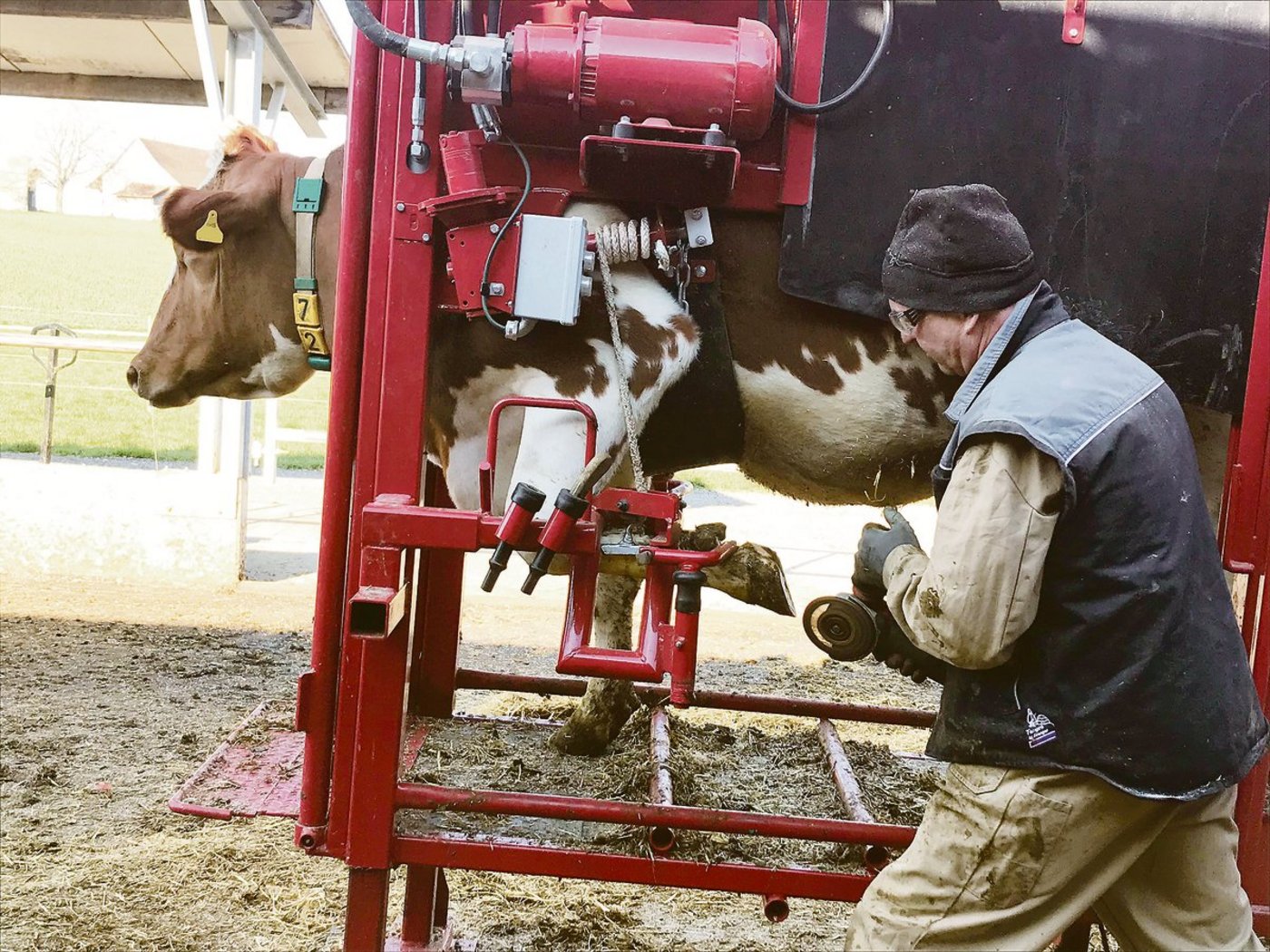 Zentral für die Klauengesundheit: regelmässige Pflege und Beobachtung.(Bilder BauZ)