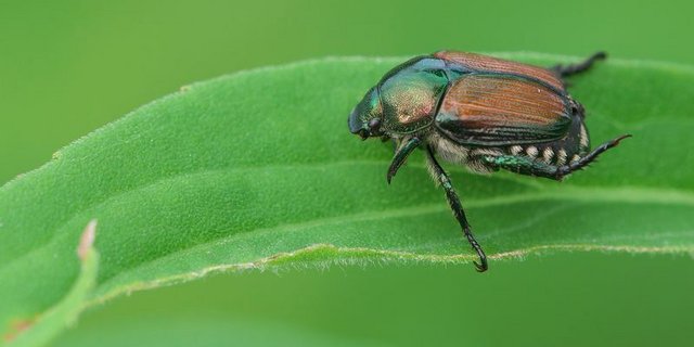 Während die Engerlinge im Boden leben und sich vorwiegend von Graswurzeln ernähren, frisst der ausgewachsene Käfer Blätter verschiedener Pflanzen. (Bild lid)