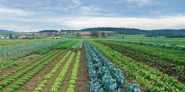 Auf über sechs Hektaren werden in Kallnach BE mehr als 50 Obst- und Gemüsesorten biodynamisch angepflanzt.