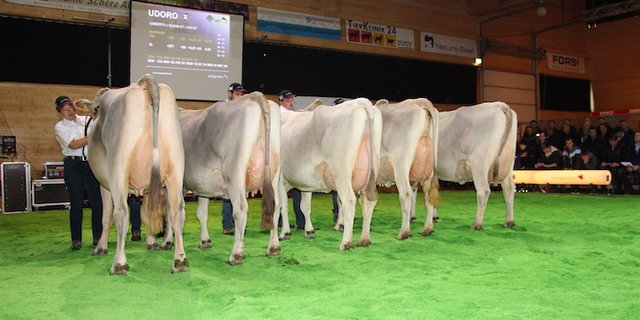 Im Anschluss der Delegiertenversammlung präsentierte swissgenetics die Töchter von erstklassigen Stieren wie hier vom Stier Udoro. (Bilder Hans Rüssli)