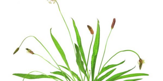 Der Spitzwegerich ist einfach erkennbar. (Bild Adobe Stock)