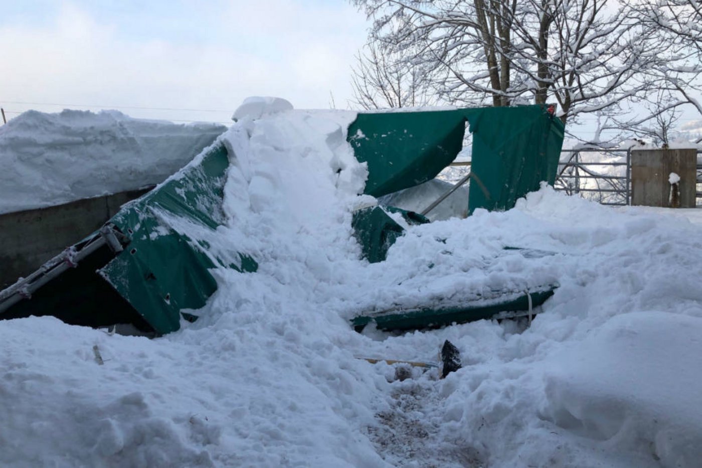 Das Pferd konnte gerettet werden. (Bildquelle: Stadtpolizei St.Gallen)