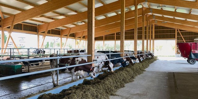 Der neue Laufstall in Hermolingen wurde im Mai bezogen. Er ist dreiseitig offen und wurde mit viel Schweizer Holz gebaut. Es hat Platz für 59 Milchkühe, gemolken wird mit dem Roboter. 