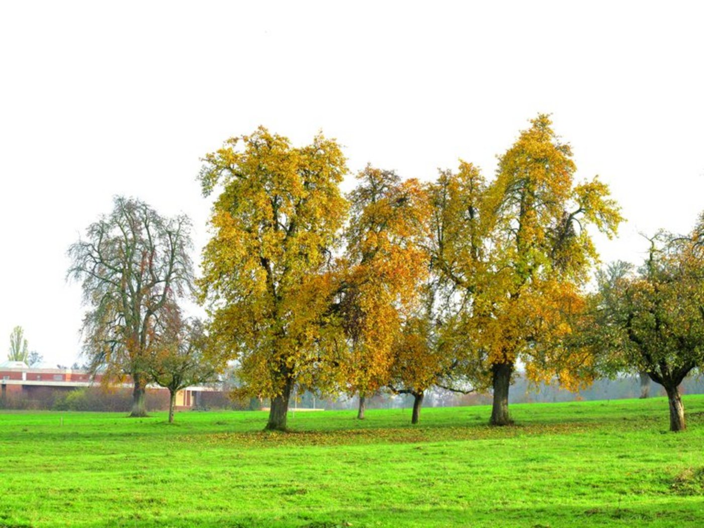 Die Zahl der Hochstamm-Birnbäume hat stark abgenommen. (Bild Fructus)