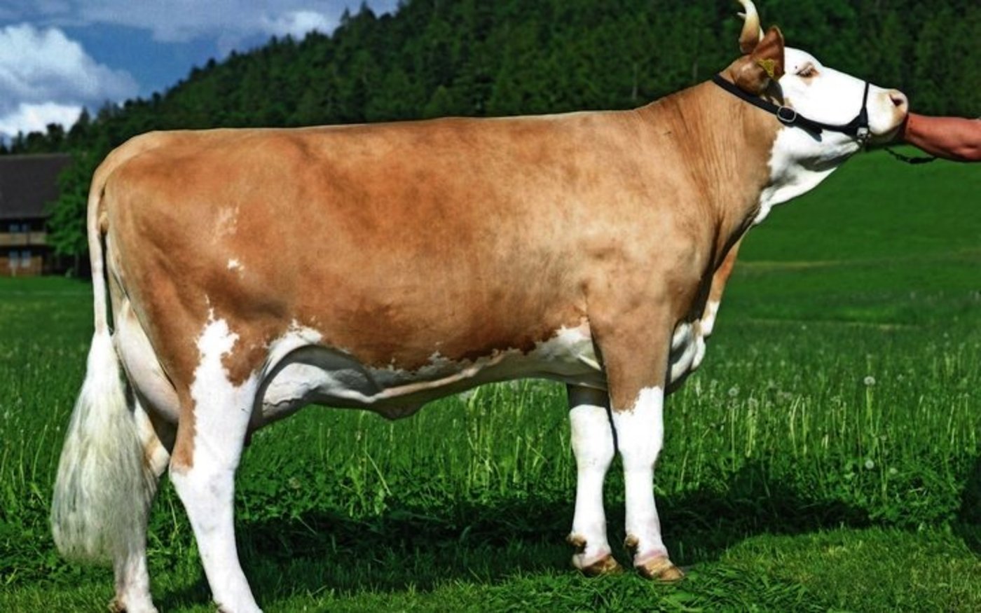 Apollo-Tochter Herta (55 55 98/EX-93) von Ueli Oesch hat Leistungen von über 10 000 kg Milch.