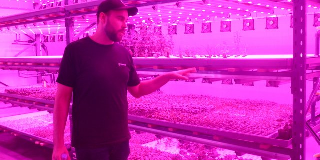 Marcel Florian, CEO der Growcer AG, anlässlich einer Betriebsbesichtigung im Juni 2020. Das Unternehmen wollte nicht nur die Migros beliefern, sondern auch  international aktiv sein und plant etwa einen Anlage im Wüstensaat Dubai. (Bilder Jil Schuller/BauernZeitung)