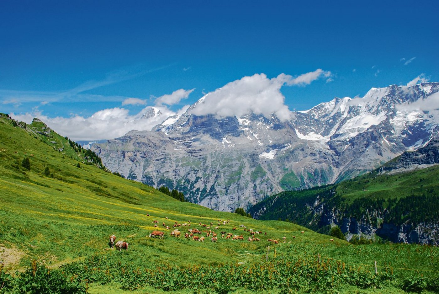 Der Mastitis-Erreger kann auf Gemeinschaftsalpen via kontaminierten Zitzengummi von Kuh zu Kuh übertragen werden.(Bild Peter Fankhauser)