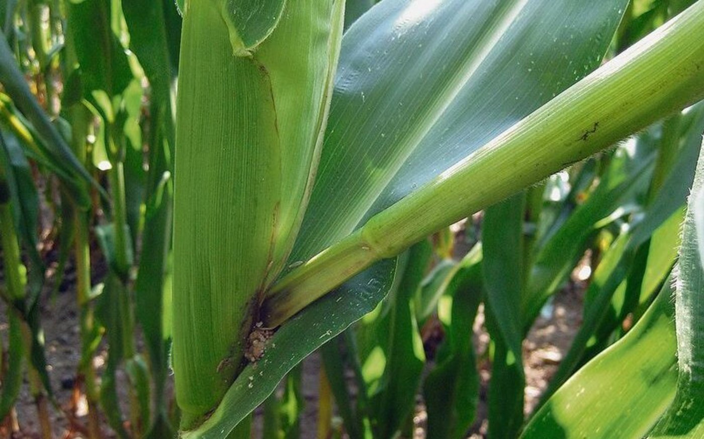 Nach Niederschlägen kann der Mykotoxingehalt stark ansteigen, darum sollten reife Felder rasch abgeerntet werden.