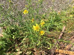 Die gelbe Blüte sieht jener des einheimischen, aber ebenfalls giftigen Jakobskreuzkraut ähnlich. (Bilder jsc)