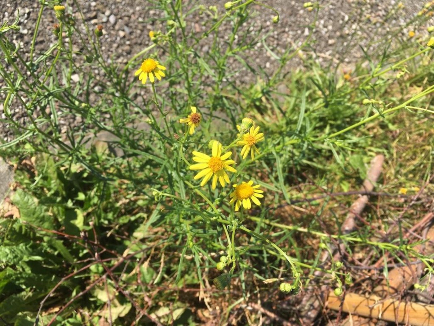 Die gelbe Blüte sieht jener des einheimischen, aber ebenfalls giftigen Jakobskreuzkraut ähnlich. (Bilder jsc)