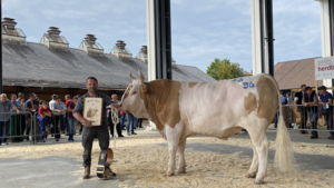 Mister Thun 2021 Simmental