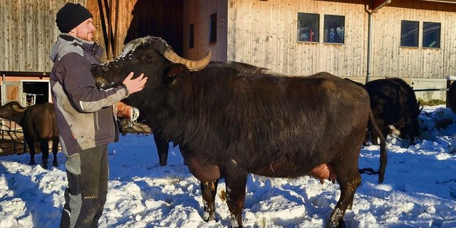 Die Wasserbüffel von Lars Renggli geniessen seine Zuwendung, können aber auch sehr stur sein.