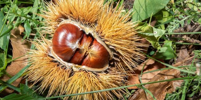 Seit mehr als 700 Jahre wird Lüina angebaut und vermehrt. Mit ihren guten Fruchteigenschaften und dem genügsamen Baum gehörte sie im Tessin und dem Misox zu den beliebtesten Kastaniensorten. (Bilder z.V.g)