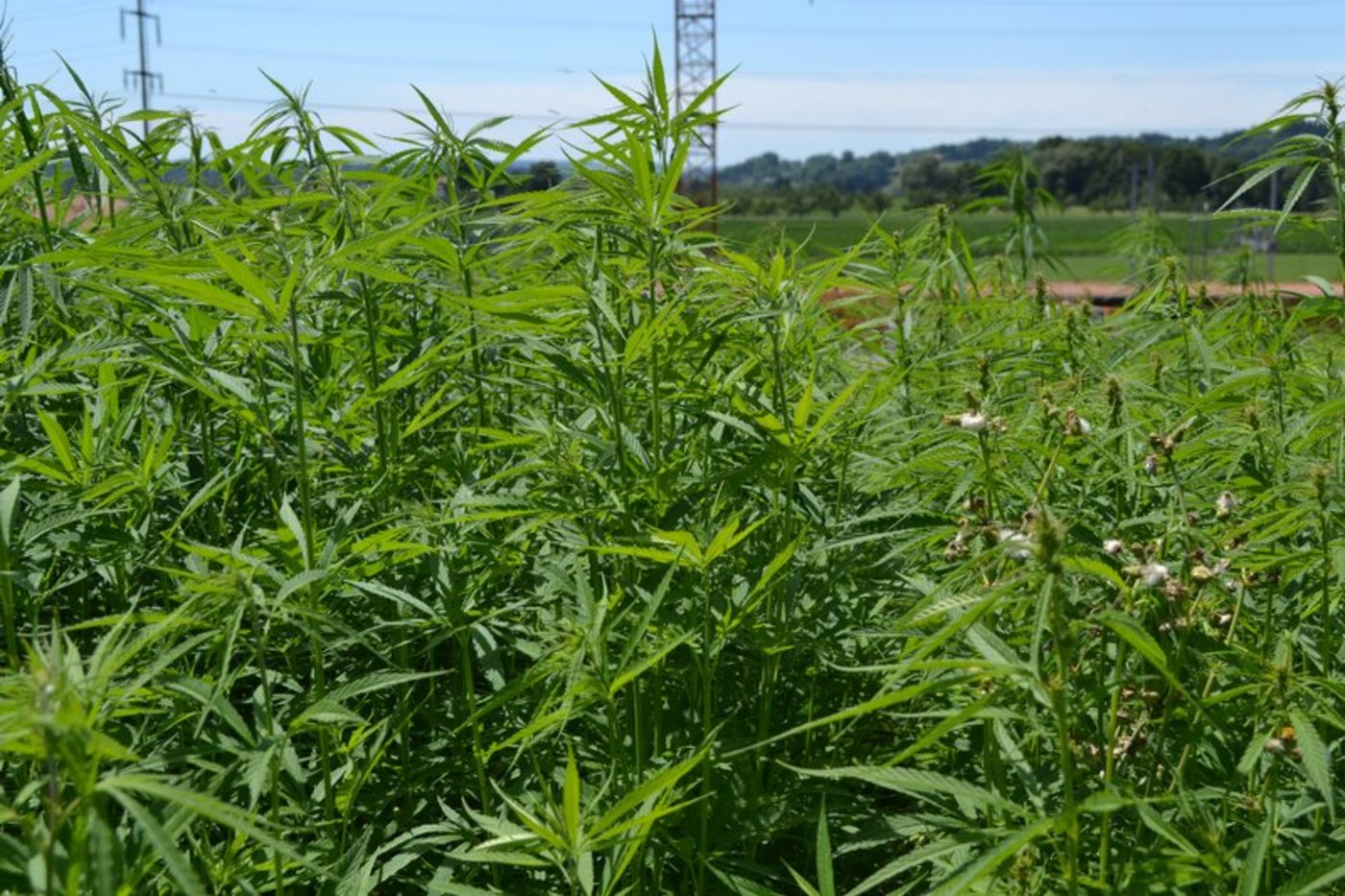 Cannabis ist zur Zeit eine gefragte Pflanze. (Bild  Jasmine Baumann)