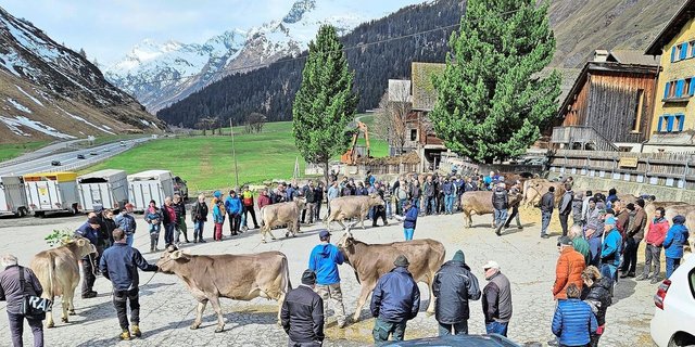 Der auf 1600 m ü. M. gelegenene Betrieb der Familie Meuli liegt gleich neben der Passstrasse. Besucher aus der Zentralschweiz und dem Bernbiet waren an der Halteprämie auszumachen. 