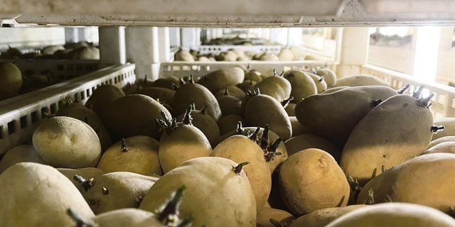 Es wird immer schwieriger, die Vorkeimkisten der Kartoffel-produzenten mit Schweizer Pflanzkartoffeln zu füllen.