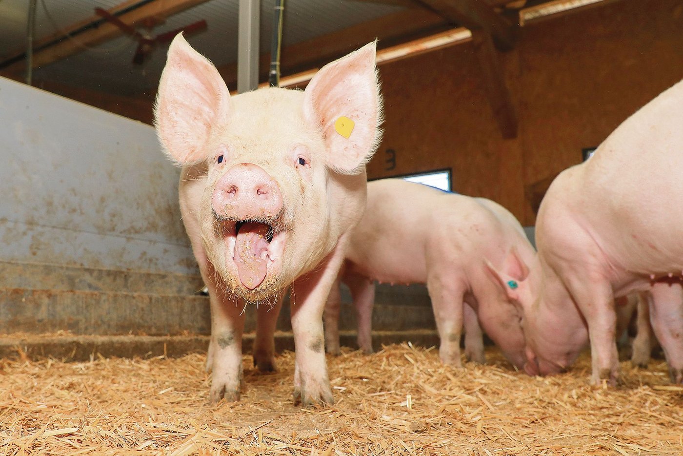 Armes Schwein, es soll für viele Umweltprobleme verantwortlich sein. Die Realität ist eine andere. (Bild Schweizer Agrarmedien AG)