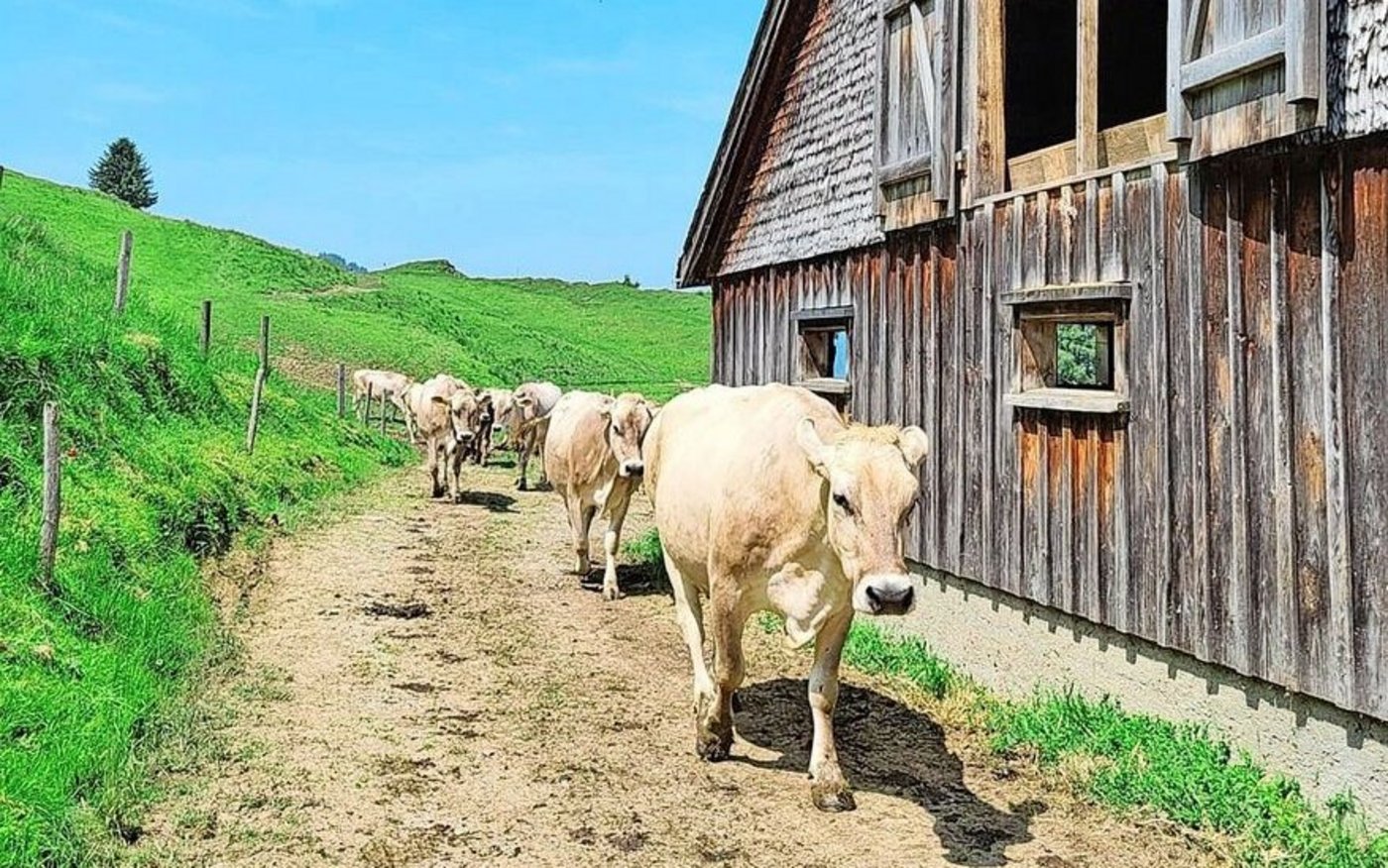 Die Familie Giezendanner liefert die Milch ihrer Kühe an eine Käserei in der Region.(