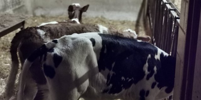 Kälber stecken einander in Gruppenhaltung rasch an. Es treten Durchfall- und Lungenerkrankungen auf. Märkte bieten zusätzliches Gefahrenpotenzial. (Bild sb) 
