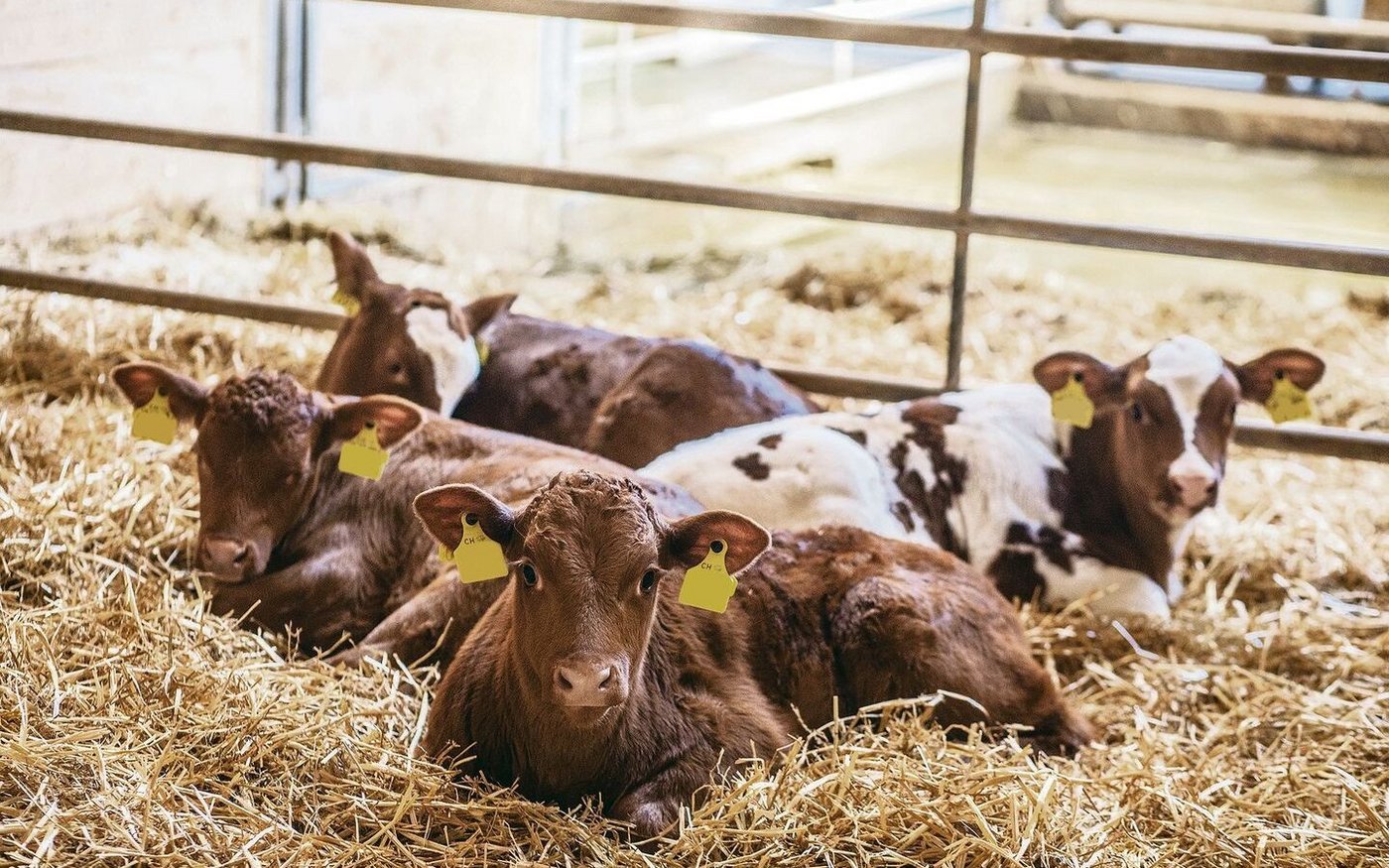Harnsaufen bei Kälbern kann diverse Gründe haben. Zunächst gilt es, durch die Fütterung bedingte Ursachen abzuklären.