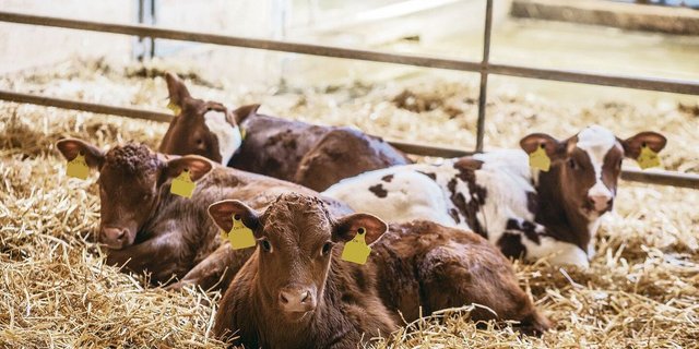 Harnsaufen bei Kälbern kann diverse Gründe haben. Zunächst gilt es, durch die Fütterung bedingte Ursachen abzuklären.