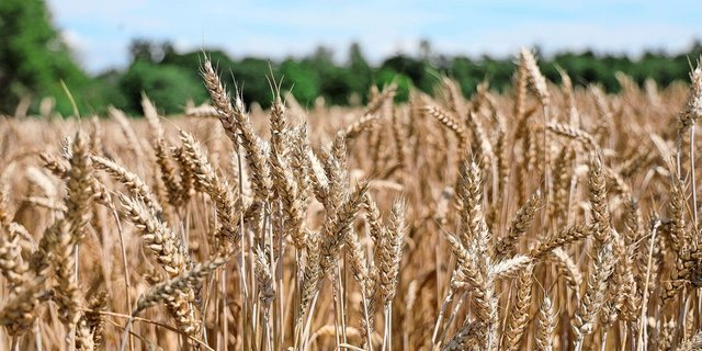 Pestizidfreier Weizen ist gesucht. Die Ernte 2025 war vielversprechend, es braucht aber die dreifache Fläche. IP-Suisse sucht daher Produzenten.