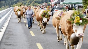 Stolze Simmentalerkühe von Kurt und Tanja Schneider von der Alp Ahornen.