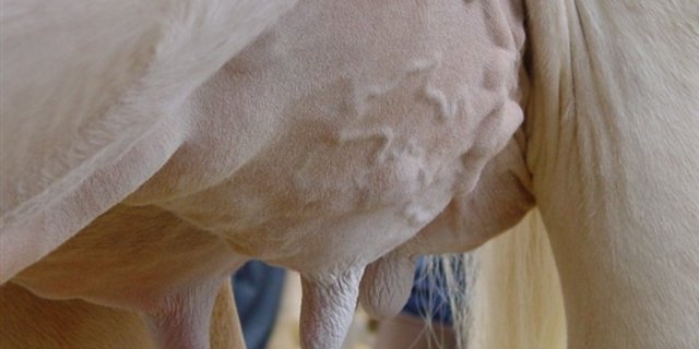 Zum Verkleben der Euter ist laut ASR-Reglement Collodium zugelassen. (Bild BauZ) 