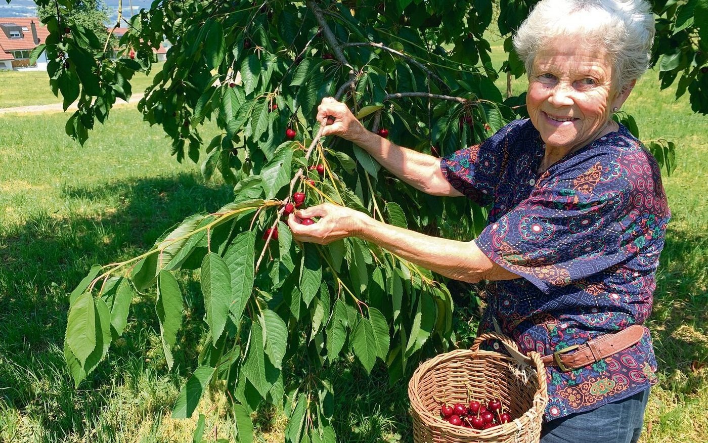 Ruth Furrer beim Pflücken von Kordia-Kirschen an einem Hochstammbaum am Siedlungsrand von Zug. 