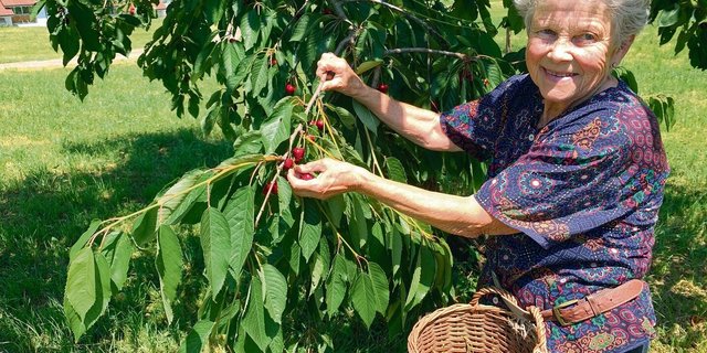 Ruth Furrer beim Pflücken von Kordia-Kirschen an einem Hochstammbaum am Siedlungsrand von Zug. 