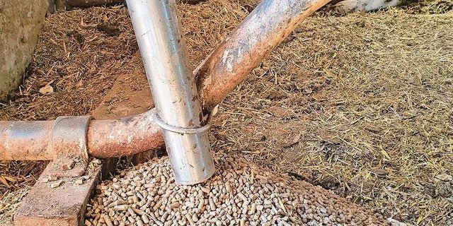 Via Rohr direkt in die Liegeboxen – das minimiert den Staub.