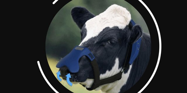 Die Maske soll keinen Einfluss auf das Tierwohl oder das Verhalten des Viehs haben, aber nebenbei wertvolle Daten liefern. (Bild screenshot zelp.co)