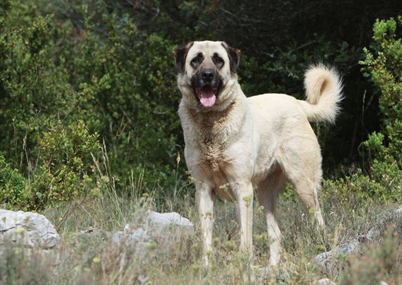 Anatolische Hirtenhunde erreichen eine Widerristhöhe von 70 bis über 80cm. Die Bündner möchten die Rasse als Hirtenhund registrieren lassen. (Bild Zooroyal)