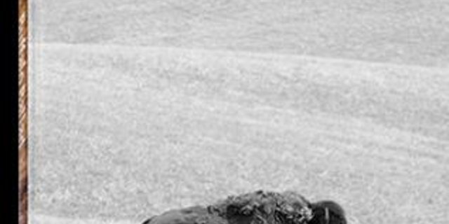 Für BIson-Liebhaber ist jetz ein Bildband erscheinen. (Bild: zvg)