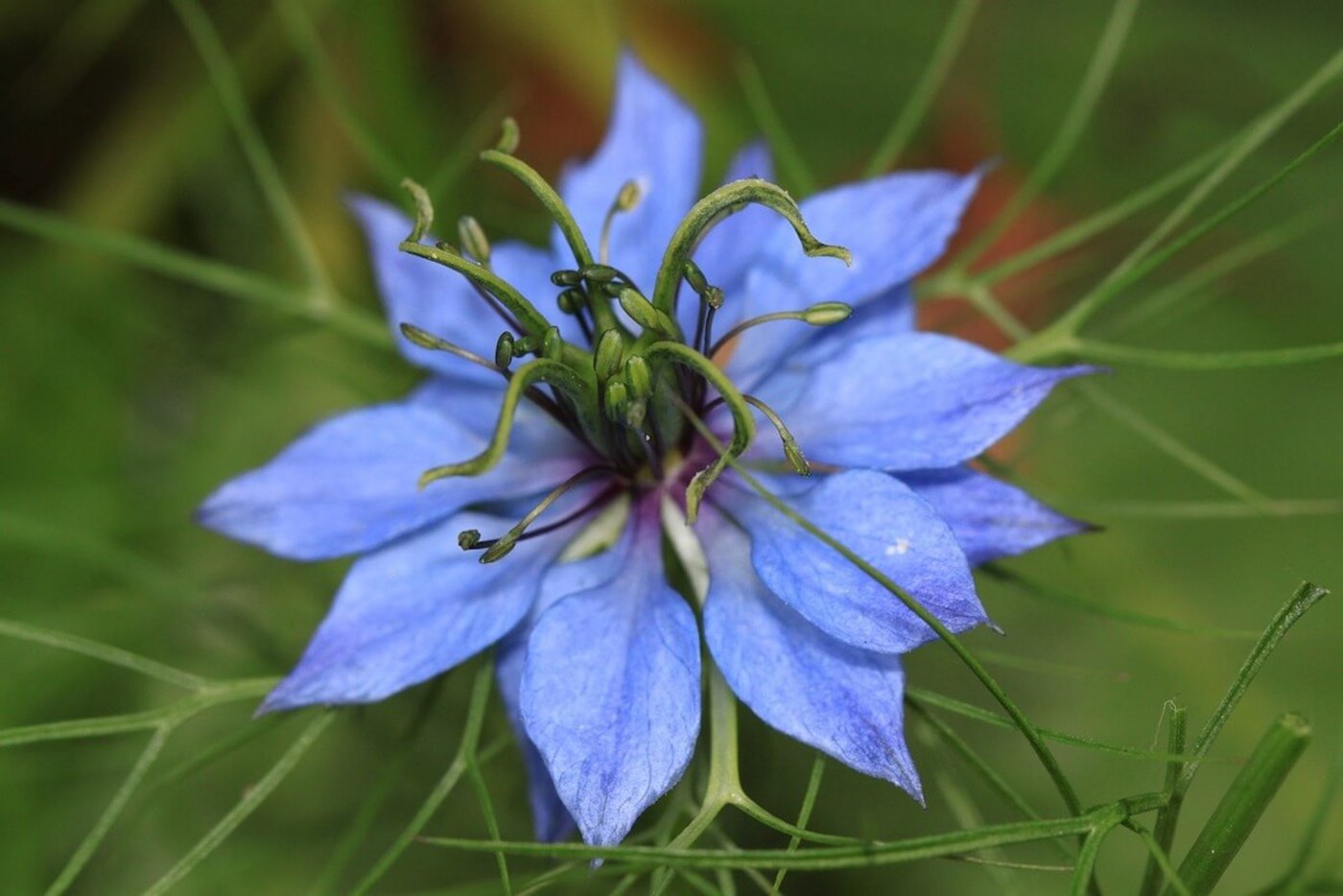 Schnittblumen aus dem eigenen Garten: Jungfer im Grünen. (Foto: Bild cocoparisienne, Pixabay)