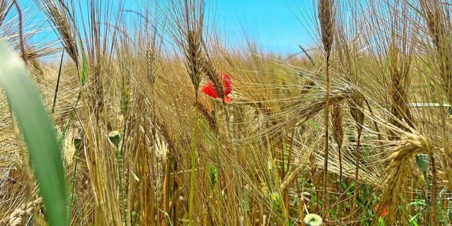 Es gab zwar während der Getreideblüte immer wieder Regen, aber die Bestände konnten dazwischen wieder abtrocknen.