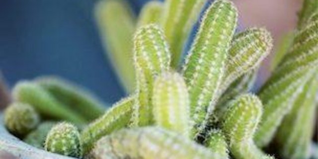 Bei dieser Lektüre ist lachen garantiert. Eine nicht ganz ernst gemeinte Vorbereitung auf die nächste Gartensaison. (Bild zVg)