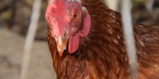 Ab Januar 2021 werden die Tierschutzkontrollen unter anderem im Bereich Luftqualität vertieft. (Bild BauernZeitung/Archiv)