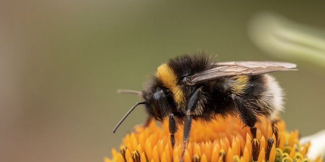 Erdhummeln sind wichtige Bestäuberinsekten – aber sie können mehr. (Bild Pixabay)