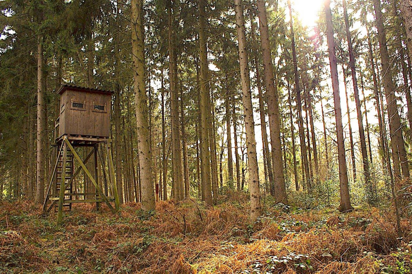 Die Urner Polizei beschlagnahmt ein illegal geschossenes Wildtier, Munition und Sprengstoff. (Bild Pixabay)