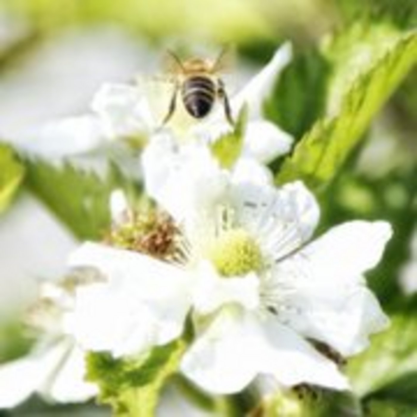 Auch Wildbienen bestäuben viele Nutzpflanzen (Bild lid)