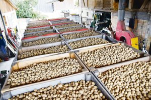 Saatgut-Produktion in der Schweiz: Nur wer pflanzt, kann auch ernten Die Pflanzkartoffeln der Sorte Lady Claire von Landwirt Beat Schürch sind bereit für die Abgabe. (Bild lko)