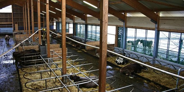 Vor allem die Tränken und die Entmistung können in Aussenklimaställen während längeren Kälteperioden ein Problem darstellen. (Bild: BauZ)