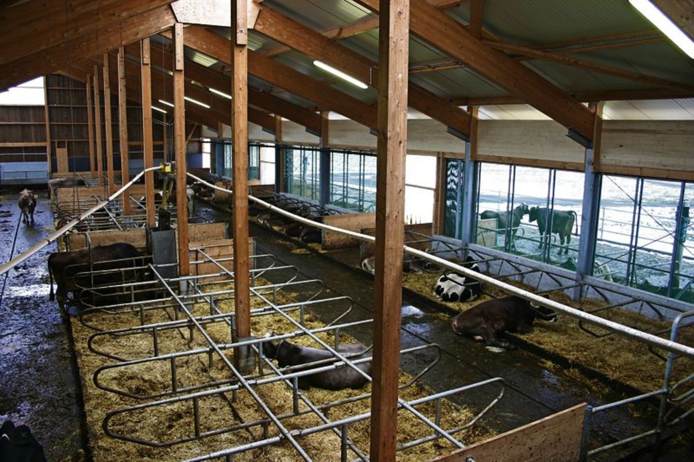 Vor allem die Tränken und die Entmistung können in Aussenklimaställen während längeren Kälteperioden ein Problem darstellen. (Bild: BauZ)