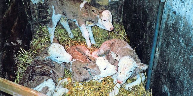 Die vier Kälber – ein Stierkalb und drei Kuhkälber – waren eine Sensation.